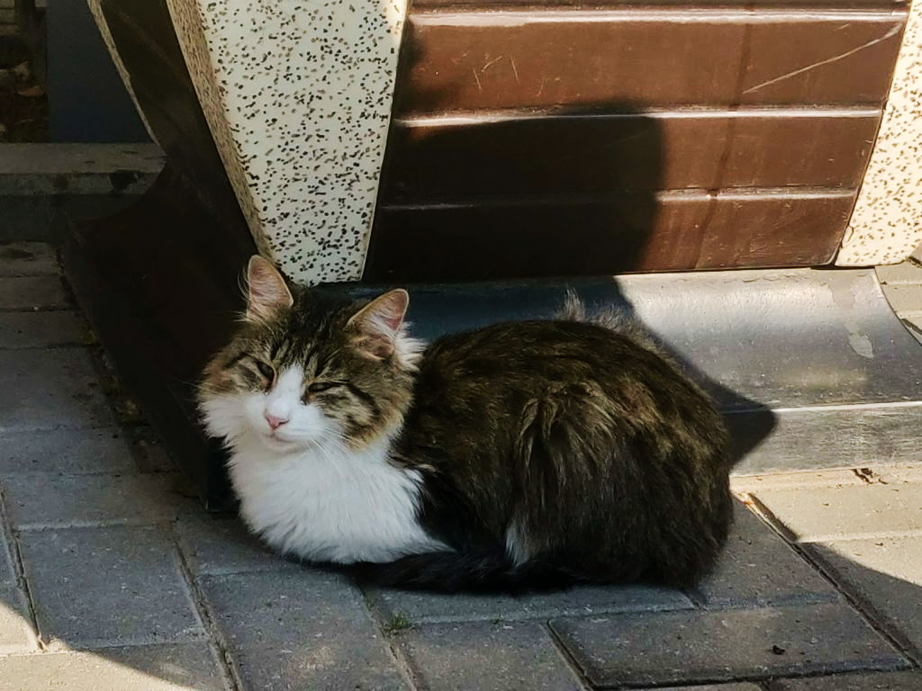 Gato callejero en Baku, Azerbaiyán